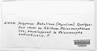 Fomitopsis betulina image